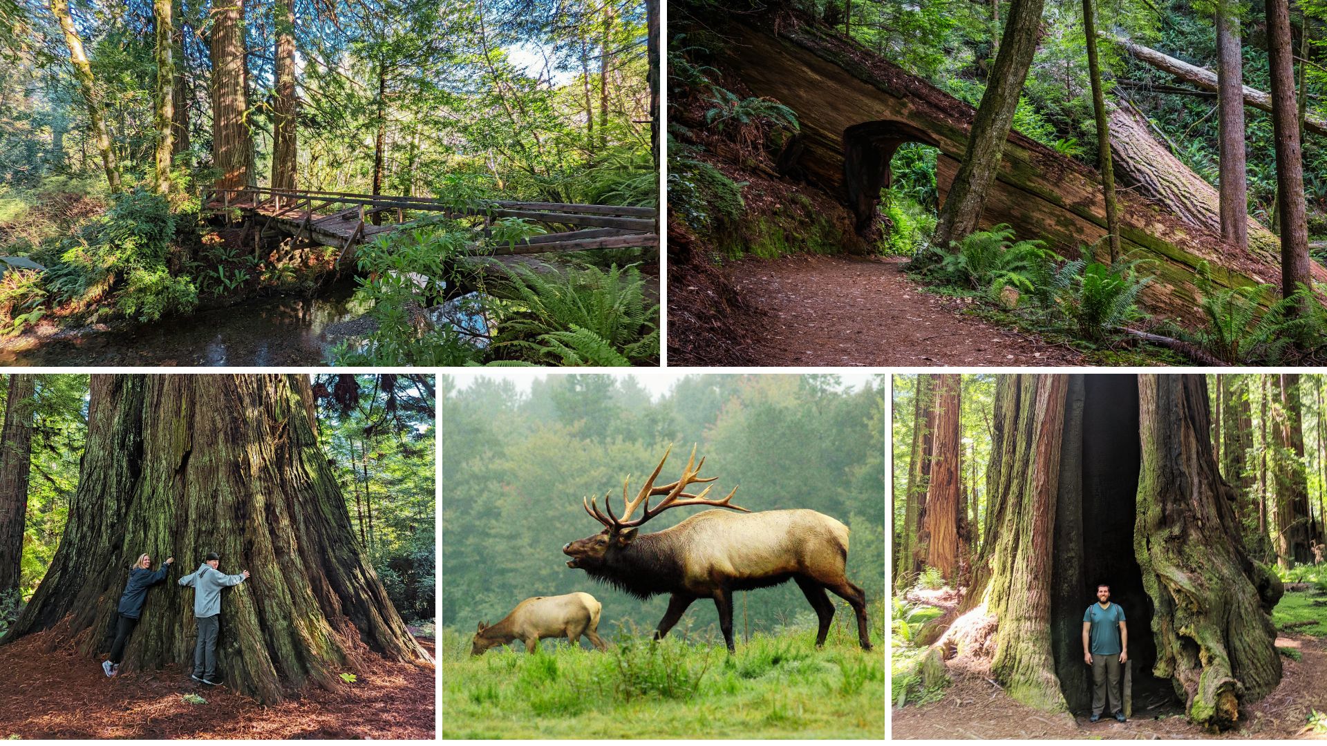 Discover the Wonder of the Redwoods!