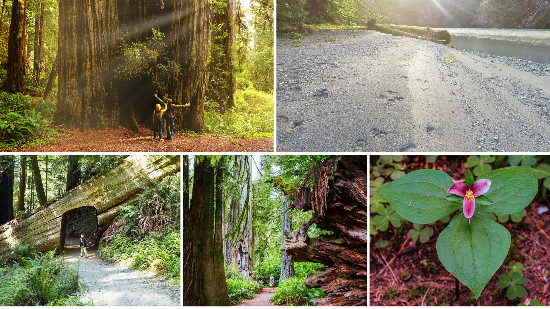 Eco Tour: World's Tallest Redwoods