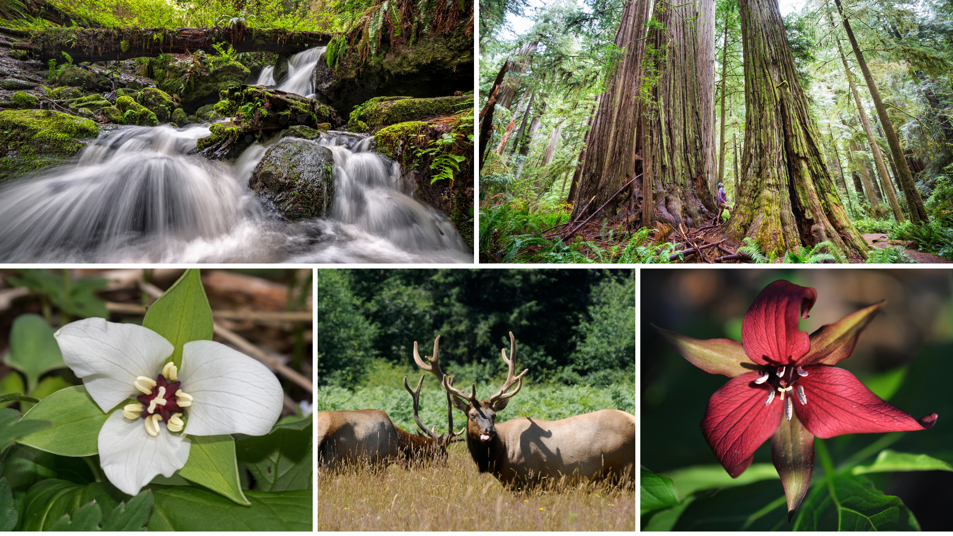 Explore the best of the redwoods!